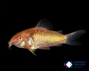 Corydoras aeneus albino / Osteogaster aeneus albino