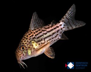 Corydoras araguaiensis Rio Vermelho / Hoplisoma aragaiensis