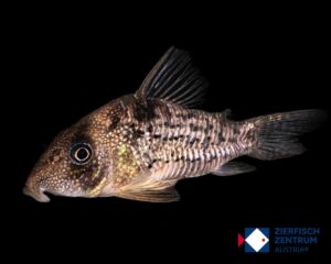 Corydoras sp. CW004