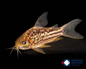 Corydoras elegans 'Rodonia' / Gastrodermus elegans