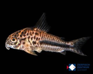 Corydoras coppenamensis / Hoplisoma coppenamensis