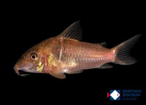 Corydoras sp. CW171 / Osteogaster sp. CW171