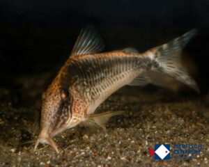 Corydoras sp. CW73 / Hoplisoma sp. CW073