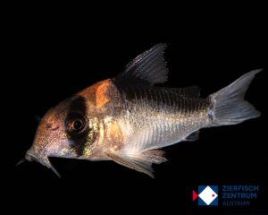 Corydoras duplicareus / Hoplisoma duplicareus