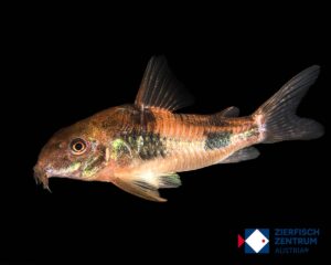 Corydoras ehrhardti / Hoplisoma ehrhardti