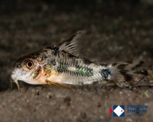 Corydoras froehlichi / Hoplisoma froehlichi