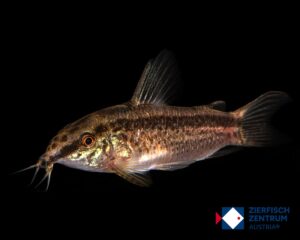 Corydoras gracilis / Gastrodermus gracils