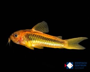 Corydoras sp. CW009 green laser /Osteogaster sp.CW009 green laser