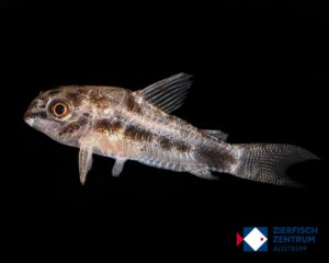 Corydoras habrosus / Hoplisoma habrosum