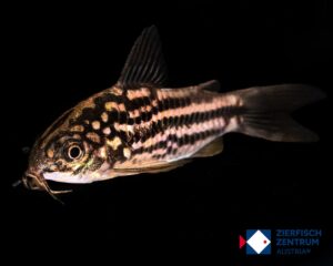 Corydoras nanus / Gastrodermus nanus