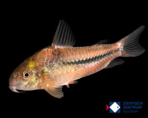 Corydoras nattereri / Hoplisoma nattereri