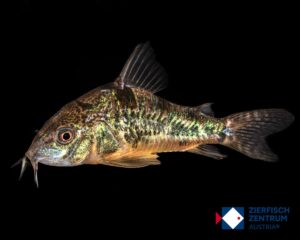 Corydoras paleatus / Hoplisoma paleatus