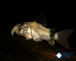 Corydoras panda / Hoplisoma panda