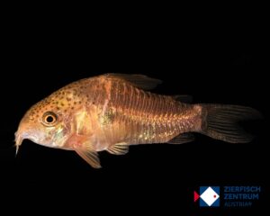 Corydoras polystictus / Hoplisoma polystictum