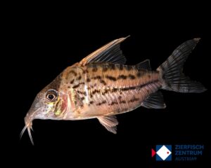 Corydoras pulcher/ Brochis pulcher