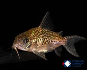Corydoras reticulatus/ Brochis reticulatus