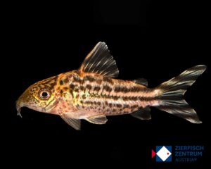 Corydoras robineae /Brochis robineae