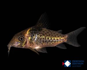 Corydoras sp. CW176 rio Mutum  / Hoplisoma sp. Cw176