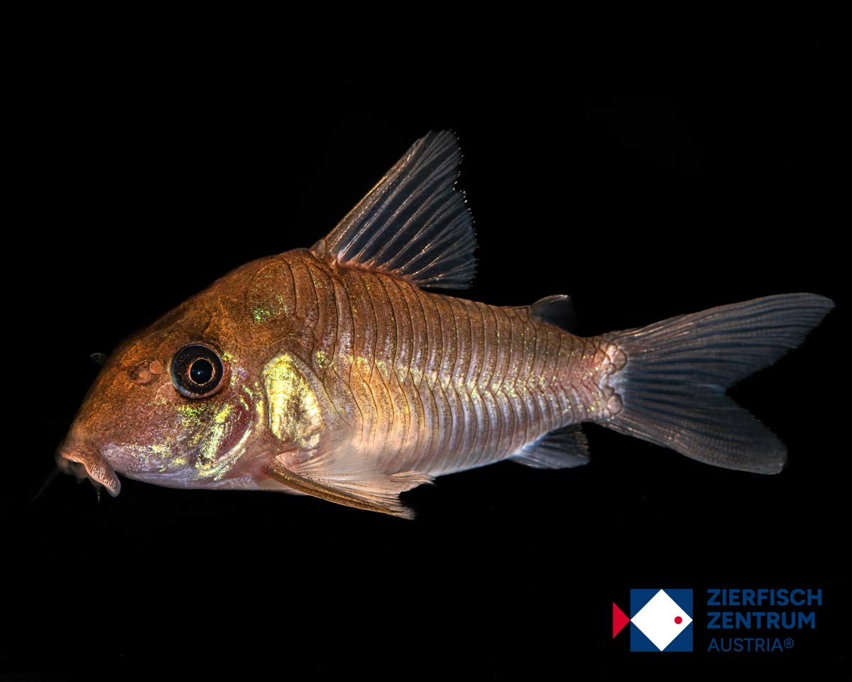 Corydoras sp. rio Tapanahoni Langschnäuzer zu CW180