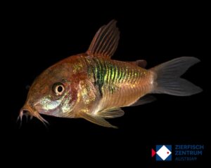 Corydoras venezuelanus / Osteogaster venezuelanus