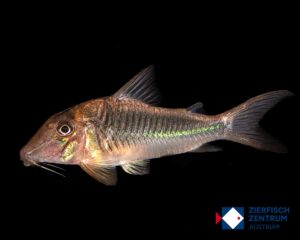 Corydoras treitlii XL