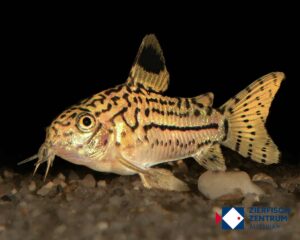 Corydoras trilineatus / Hoplisoma trilineatus