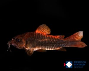 Corydoras sp. Venezuela black / Osteogaster sp. Venzuela black