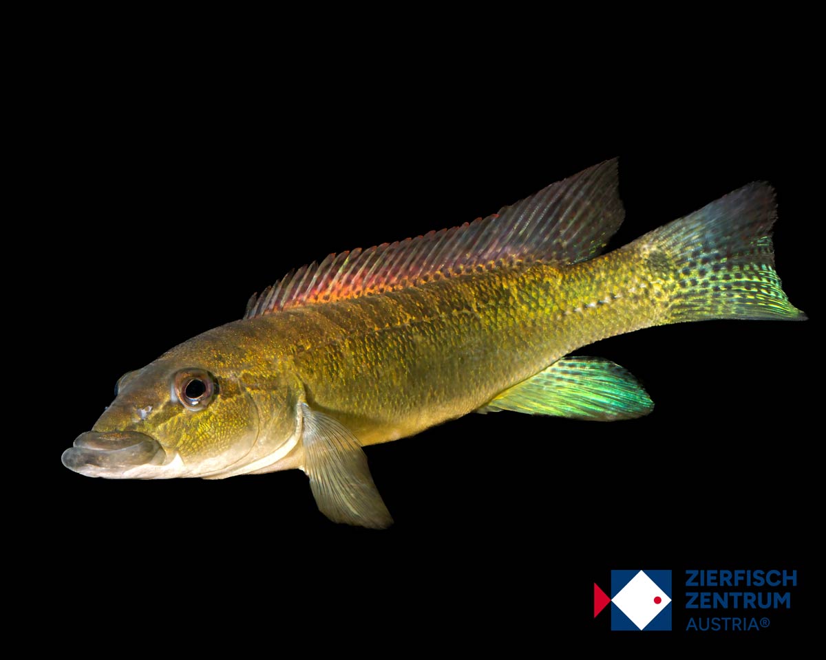 Crenicichla missioneira