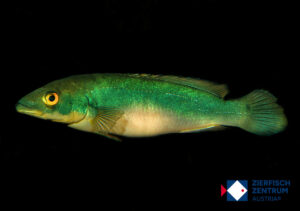 Crenicichla rosemariae