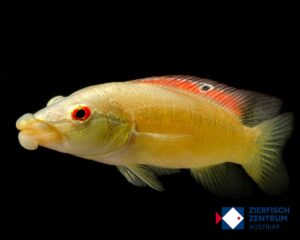 Crenicichla tedybaguassu