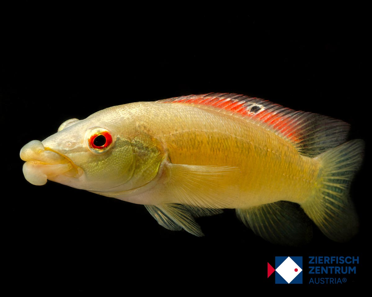 Crenicichla tedaibaguassu