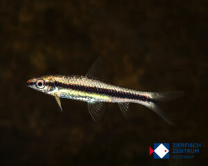 Crossocheilus siamensis