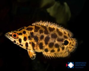 Ctenopoma acutirostre