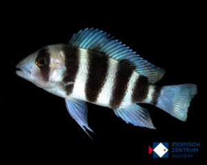 Cyphotilapia frontosa Burundi