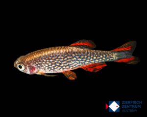 Celestichthys margaritatus