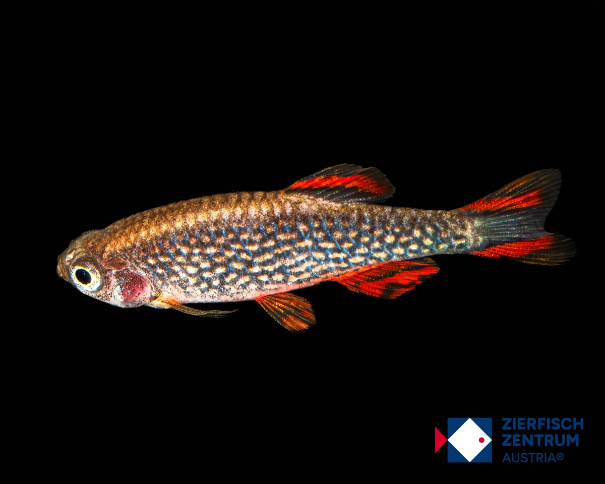 Celestichthys margaritatus