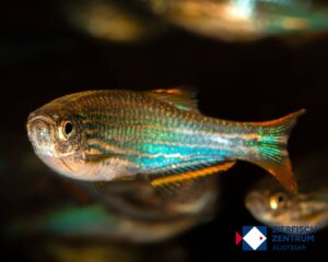 Danio cf kyathit Fire Ring