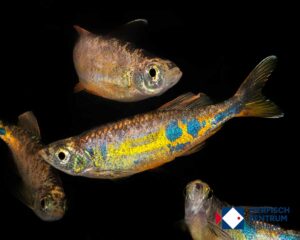 Devario aequipinnatus orange