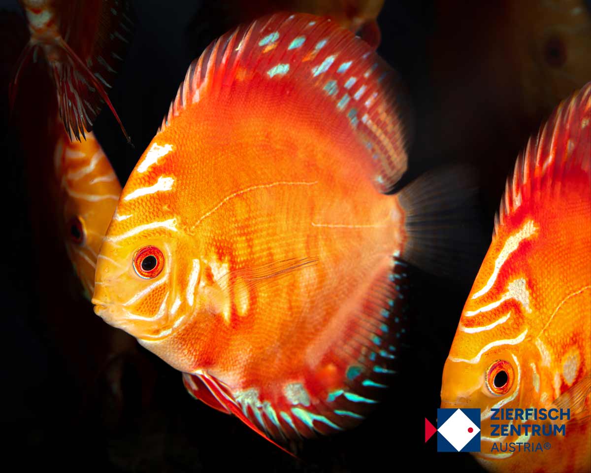 Symphysodon spec pigeon blood