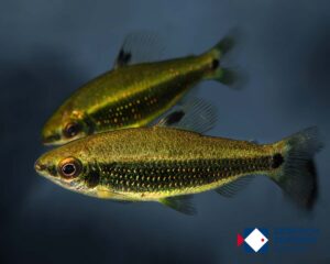 Distichodus teugelsi Lefini river