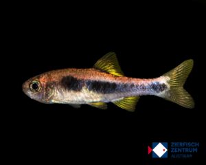 Enteromius huelstaerti