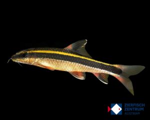 Epalzeorhynchos kalopterus