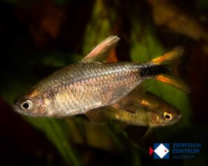 Erythrocharax altipinnis