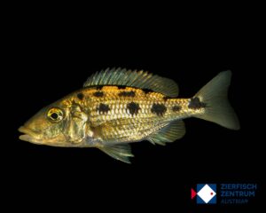 Fossorochromis rostratus