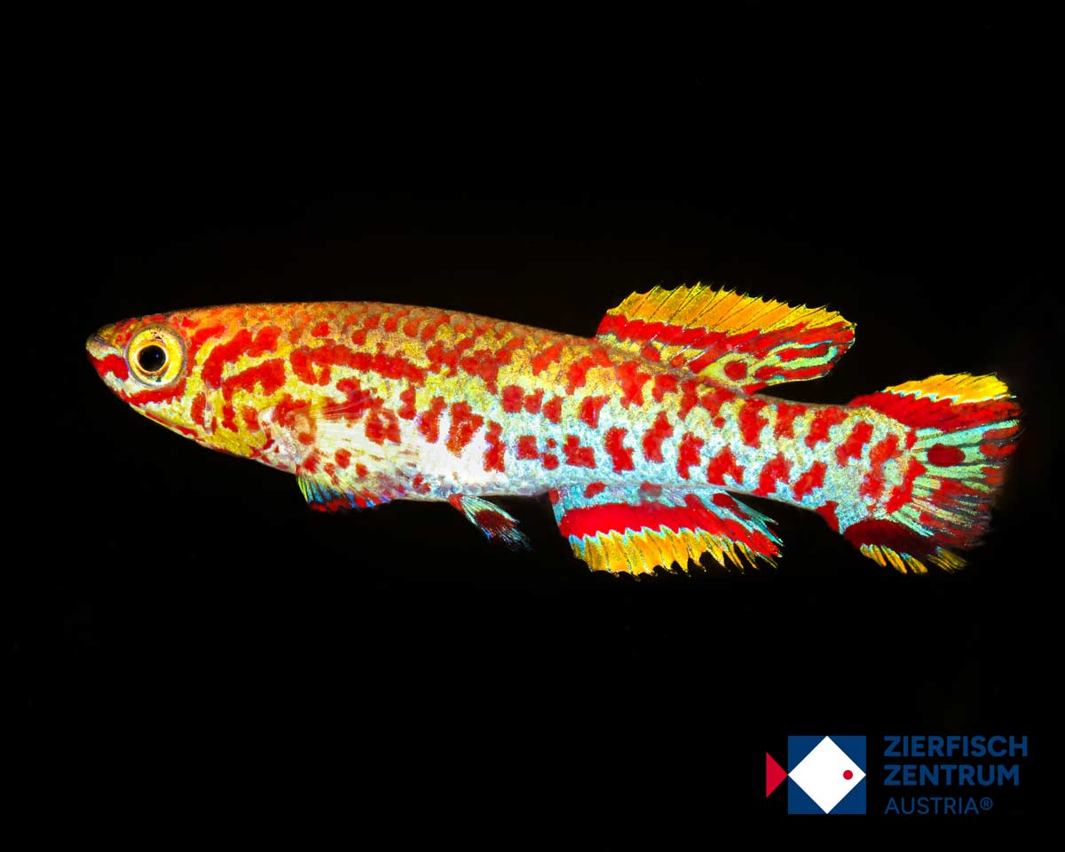 Fundulopanchax gardneri