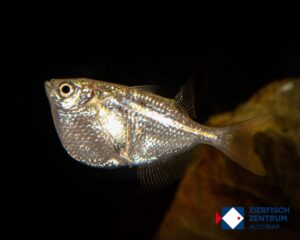 Carnegiella sternicla