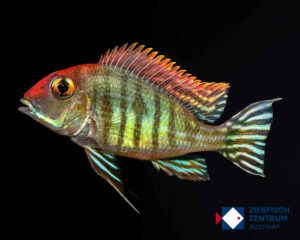 Geophagus pyrocephalus / Geophagus sp. red head