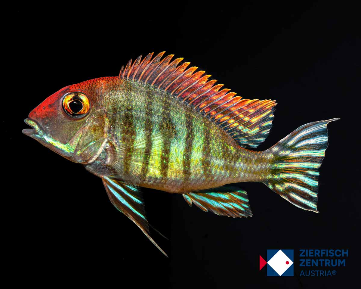 Geophagus pyrocephalus / Geophagus sp. red head