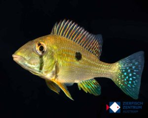 Geophagus taeniopareius