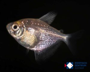 Gymnocorymbus ternetzi gold